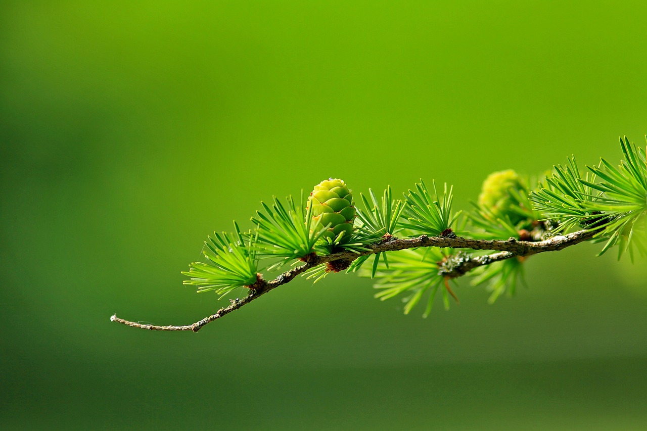 Addressing Common Misconceptions About Green Energy Solutions